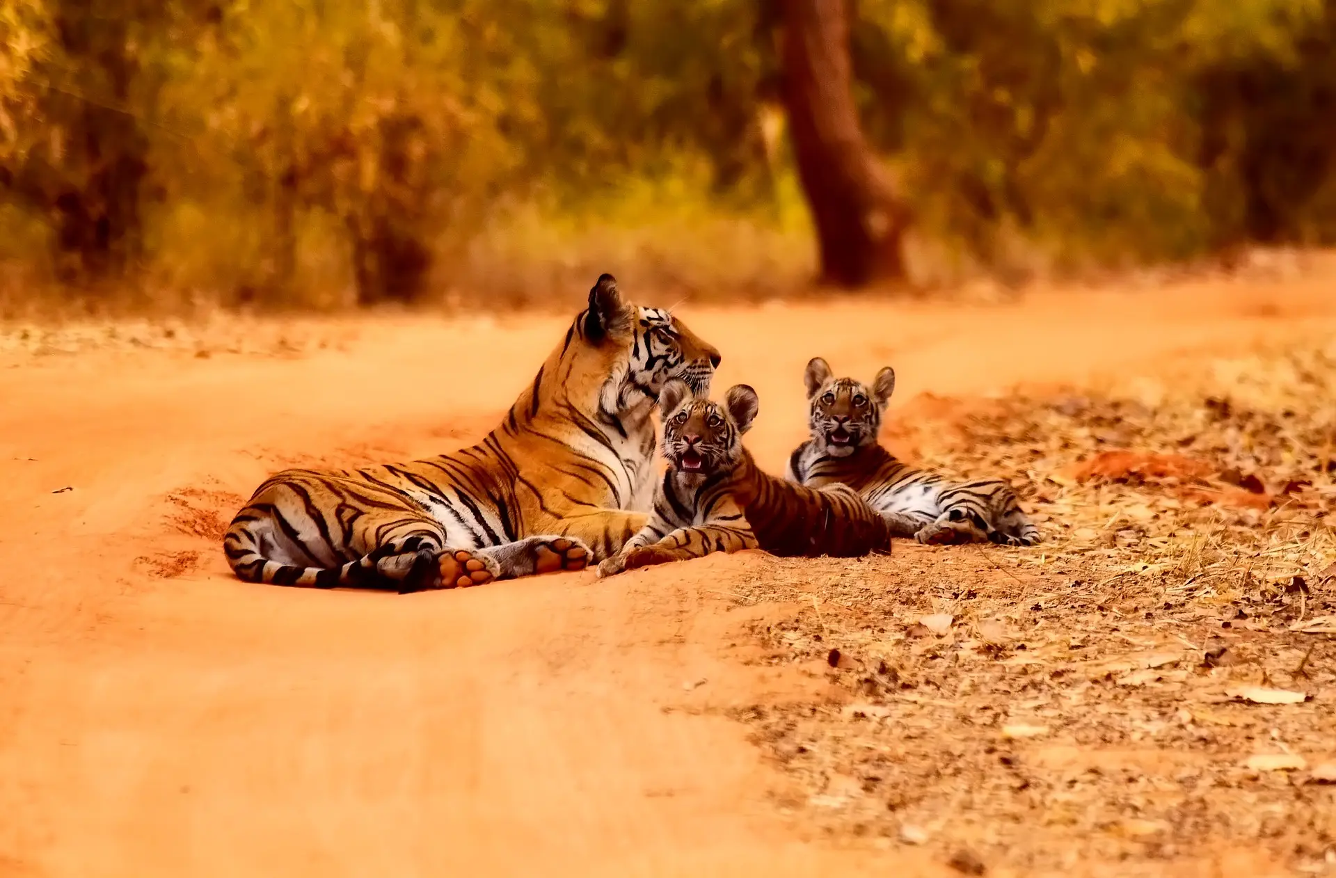 Golden Triangle with Ranthambore Tigers Tour – 07 Nights / 08 Days
