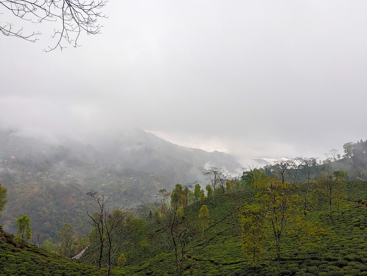 Darjeeling