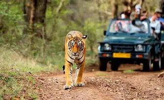 Ranthambore Tours