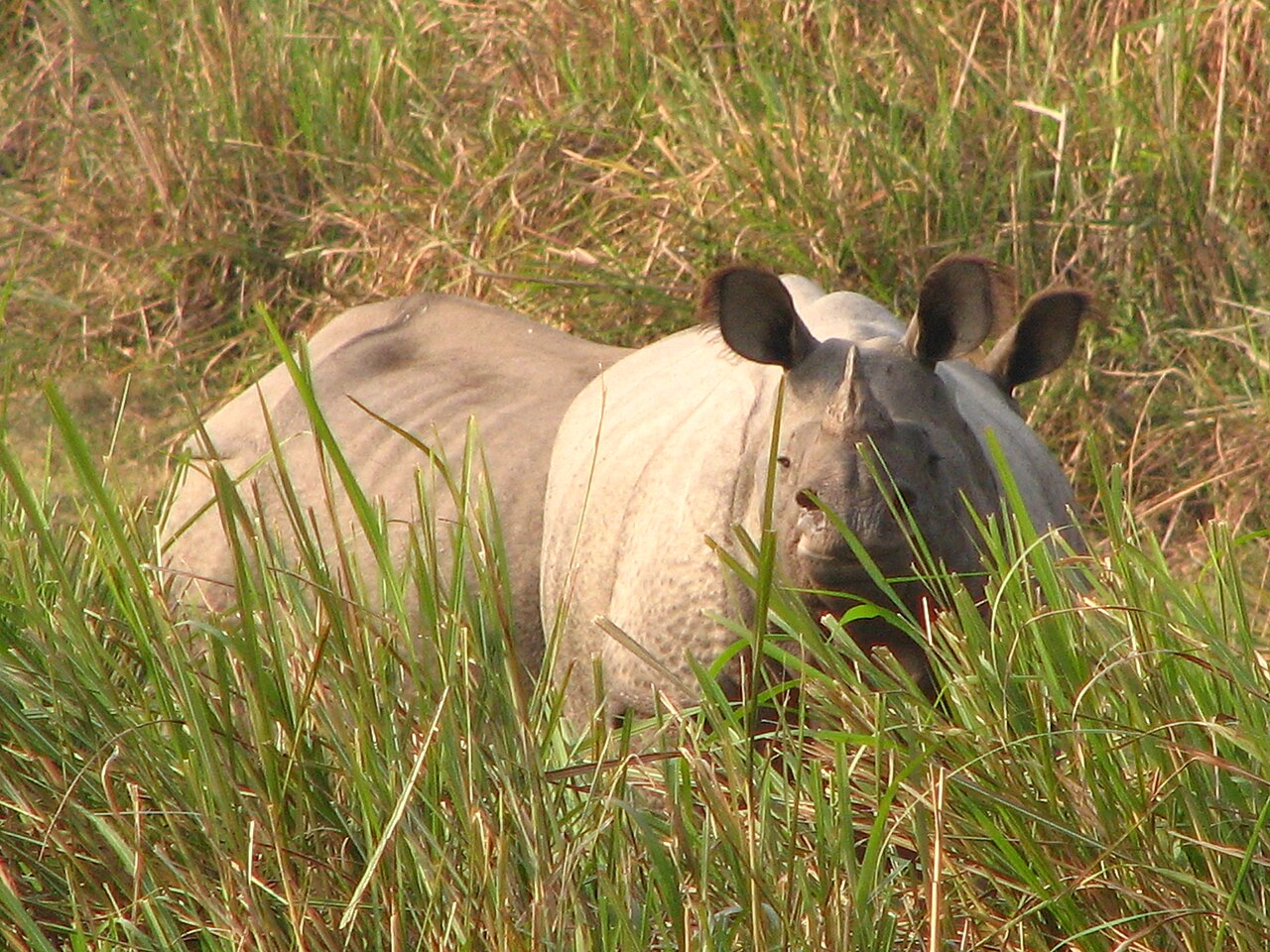 Kaziranga
