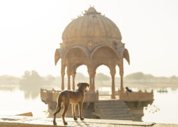 dog-4111651_1920