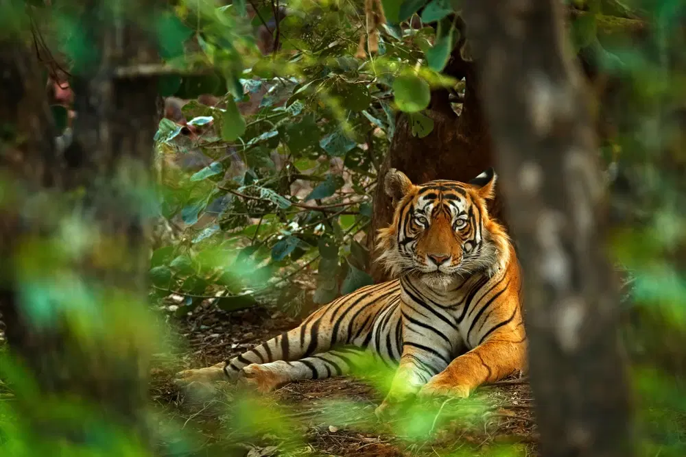 Sundarbans National Park, West Bengal